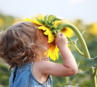 C:\Users\ADMIN\Desktop\depositphotos_8139843-stock-photo-cute-child-with-sunflower.jpg